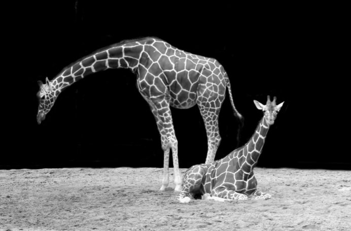 パーキンソン病で首が下がる？原因と効果的なリハビリ